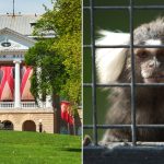 university-wisconsin-monkey.jpg