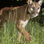 urlhttps3A2F2Fcalifornia-times-brightspot.s3.amazonaws.com2F772Fe42F742c3bae407a978da9e0a443a6602Funo-female-mountainlion.jpg