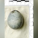 Ancient-Egg.jpg