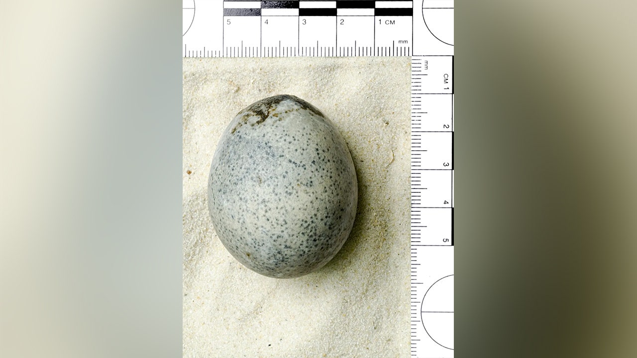 Ancient-Egg.jpg