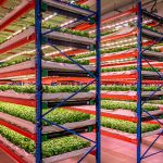 bustanica-insideworld039slargestindoorverticalfarm1.jpg