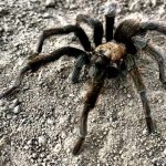 urlhttps3A2F2Fcalifornia-times-brightspot.s3.amazonaws.com2F5e2F522F31b60d5c4542a8d42a68f2090cd72Fla-env-tarantula-005.jpg