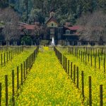 California-Wine-Country-Mustard.jpg