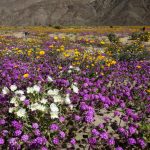 urlhttps3A2F2Fcalifornia-times-brightspot.s3.amazonaws.com2Fe62F9f2Fa89743f14cda86a982eafd10c11b2F1422611-la-me-anza-borrego-wildflowers-bighorn-sheep-6-1.jpg