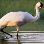 whooping_crane.jpg