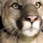 urlhttps3A2F2Fcalifornia-times-brightspot.s3.amazonaws.com2Fcc2F502F3b8388894737af13b4de4f11fca22Fcalifornia-mountain-lion-kills-70835.jpg