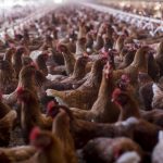 urlhttps3A2F2Fcalifornia-times-brightspot.s3.amazonaws.com2Fzbk2Fdamlat_images2FLA2FLA_PHOTO_SELECTS2F2017_112F3025961_FI_1109_organic_eggs_5_GMF.JPG