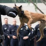 urlhttps3A2F2Fcalifornia-times-brightspot.s3.amazonaws.com2Fff2F912F0983a7a644ebb3eced1b306271652F1301747-me-police-service-dogs-memorial-01-mjc.jpg