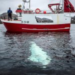 2019-04-29T000000Z_1406901289_RC1468BF03D0_RTRMADP_3_NORWAY-WHALE-1685406879.jpg