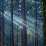 misty-forest-iStock.com-mantaphoto-c-686149666-300x169.jpg