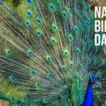 national-birds-day-2025-date-history-2025-01-4190c593829a93a7afb4d3e328aae393-16x9.jpg