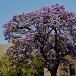 urlhttps3A2F2Fcalifornia-times-brightspot.s3.amazonaws.com2Fd92F062F58021f4b4affb7851f5dd4dd.jpeg