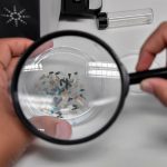 A-biologist-looks-at-microplastics-found-in-sea-species.jpeg