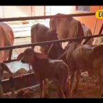 Desi-Recipe-to-Boost-Milk-Yield-2025-08-9e3d5a7eb8794b46f017b041a7d2afd8-16x9.png