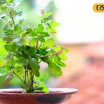 Tips-to-Keep-Your-Tulsi-Plant-Healthy-2025-07-c4b89f64d87a8c40415be244ecd8c9ae-16x9.png