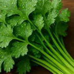 Ways-to-Keep-Coriander-Leaves-Fresh-For-A-Week-Without-A-Freezer-2025-08-d1b9d08d101d5173e29a49a165d.webp