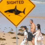 2026-01-20T055415Z_493526111_RC2S4JAWOL3K_RTRMADP_3_AUSTRALIA-SHARK-1778914036.jpg