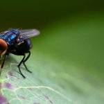 08HS-SCREWWORM-facebookJumbo-v2.jpg