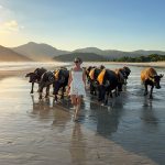 selong-belanak-lombok-water-buffalo-sunset.jpg