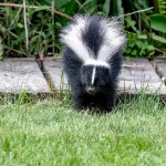 striped-skunk-north-america-fox-news-001.jpeg