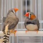 00HS-SCI-BIRDS-JARVIS-stillpromo-qwlj-facebookJumbo.jpg