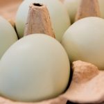 24xp-egg-recall-htqc-facebookJumbo.jpg