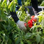 Farmworker-scaled.jpg