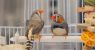 00HS-SCI-BIRDS-JARVIS-stillpromo-qwlj-facebookJumbo.jpg