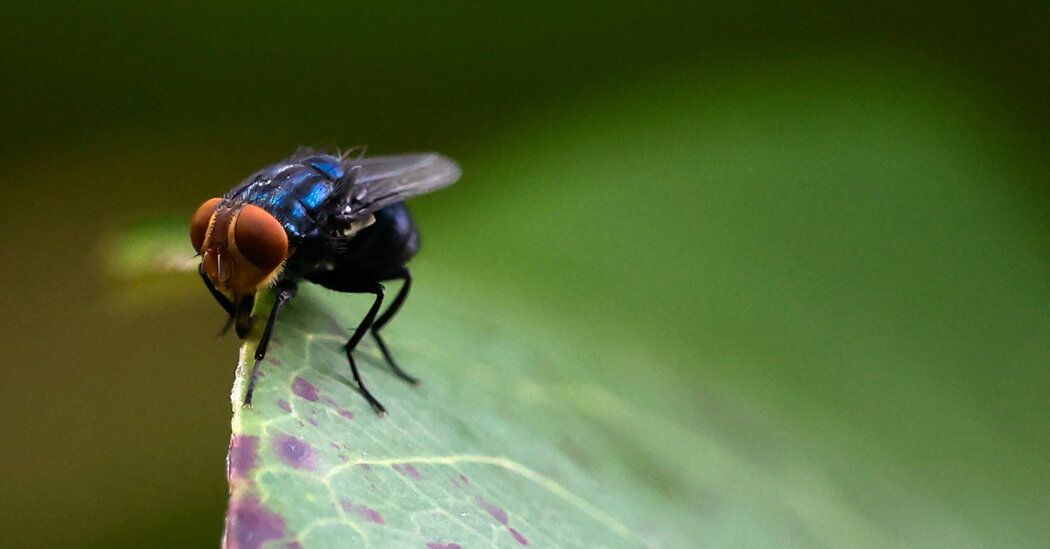08HS-SCREWWORM-facebookJumbo-v2.jpg