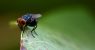 08HS-SCREWWORM-facebookJumbo-v2.jpg