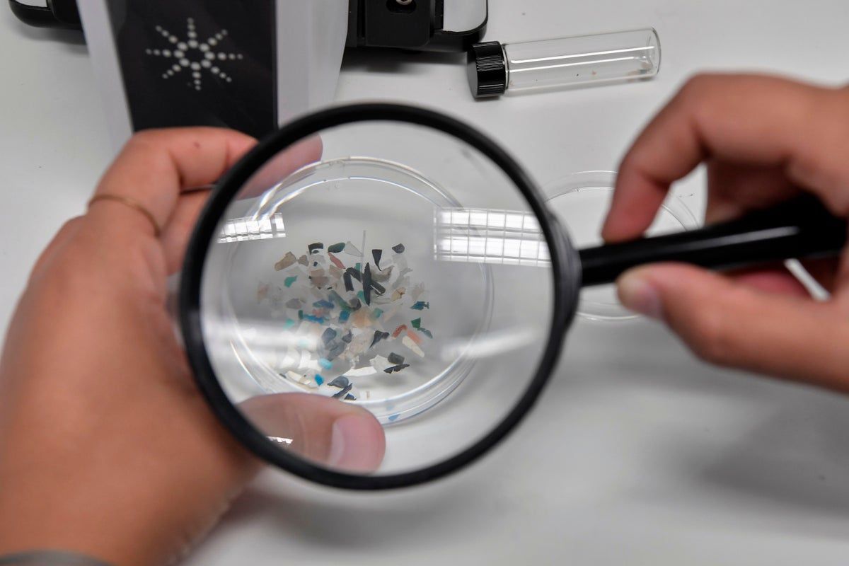A-biologist-looks-at-microplastics-found-in-sea-species.jpeg