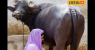 Animal-Chocolate-2025-09-de488a1a4c21874188d4226b7b512831-16x9.png