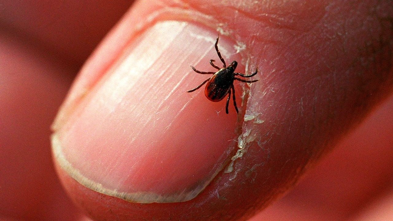 Blacklegged-tick.jpg