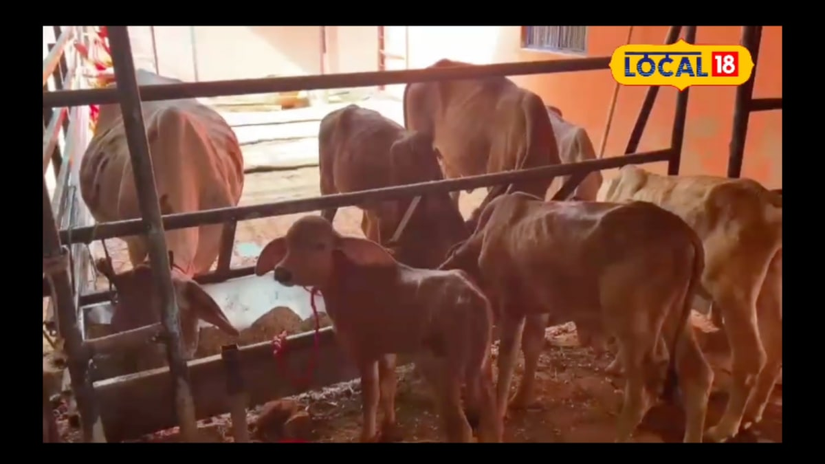 Desi-Recipe-to-Boost-Milk-Yield-2025-08-9e3d5a7eb8794b46f017b041a7d2afd8-16x9.png