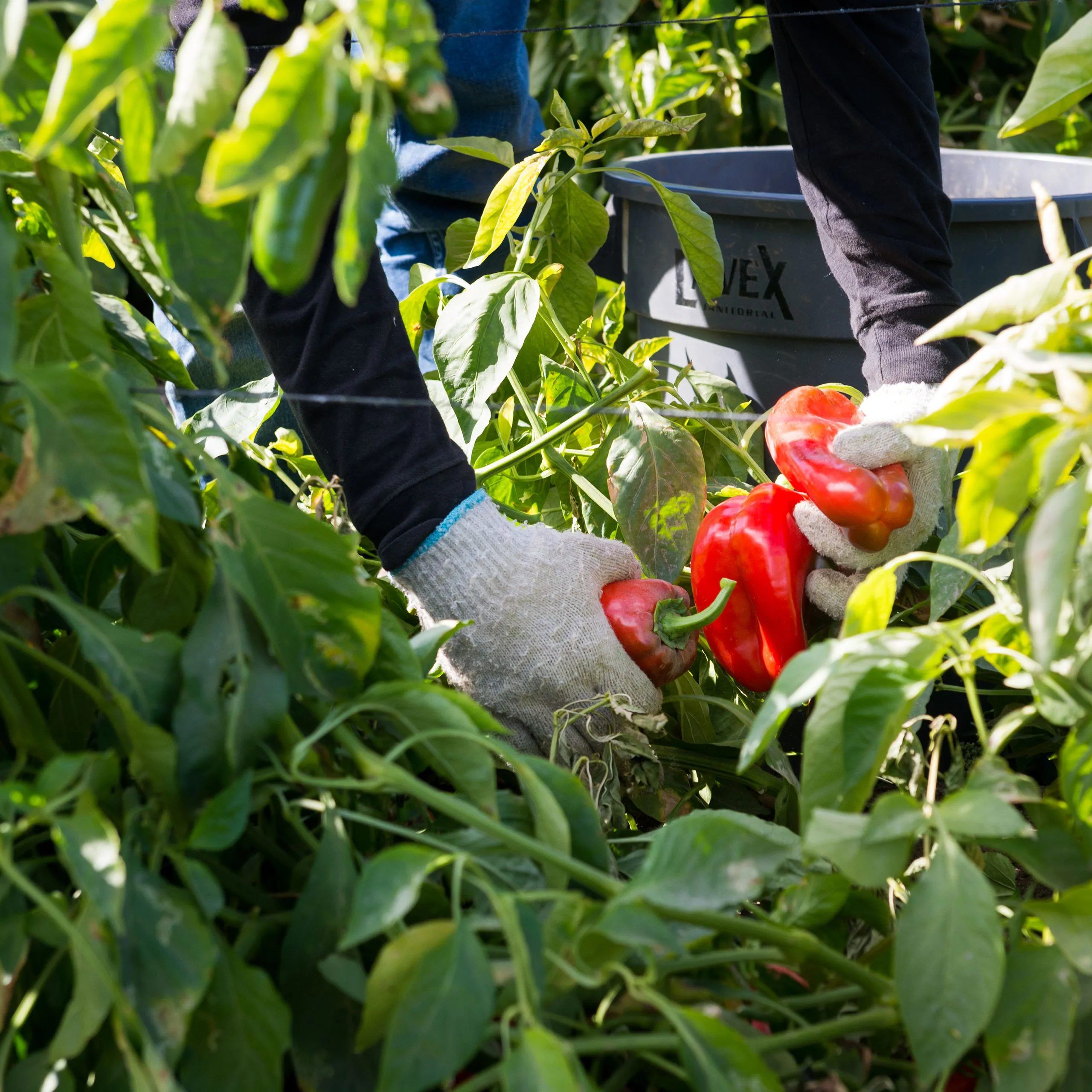 Farmworker-scaled.jpg