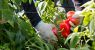 Farmworker-scaled.jpg