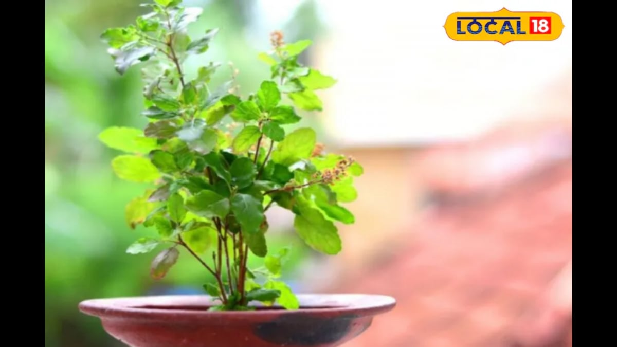 Tips-to-Keep-Your-Tulsi-Plant-Healthy-2025-07-c4b89f64d87a8c40415be244ecd8c9ae-16x9.png