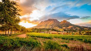 Warwick-Estate-The-Blue-Lady-Stellenbosch-South-Africa-300x169.jpg