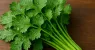 Ways-to-Keep-Coriander-Leaves-Fresh-For-A-Week-Without-A-Freezer-2025-08-d1b9d08d101d5173e29a49a165d.webp