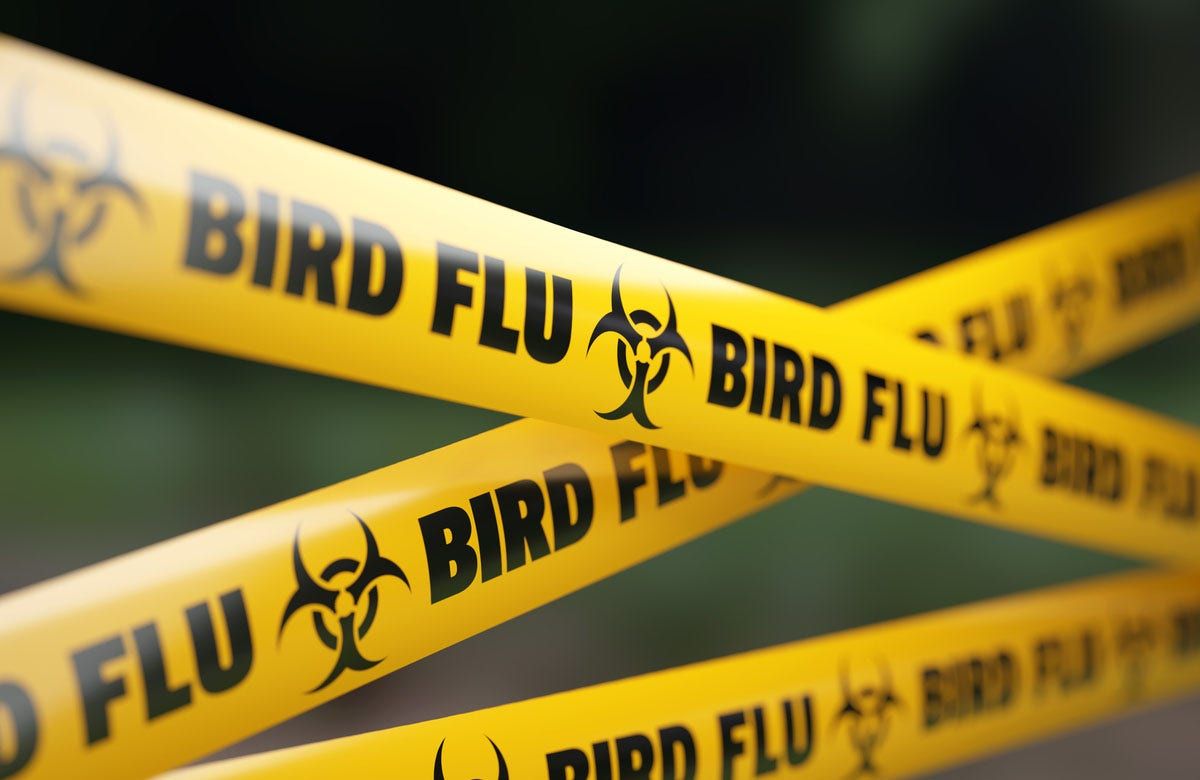 bird-flu-caution-tape.jpg