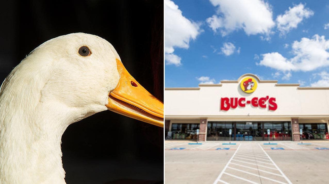 buc-ees-duck.jpg