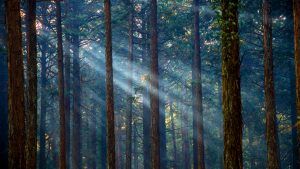 misty-forest-iStock.com-mantaphoto-c-686149666-300x169.jpg