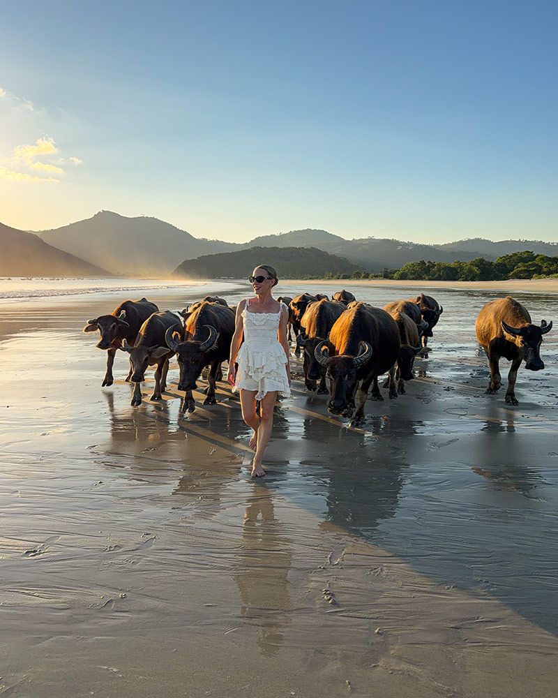 selong-belanak-lombok-water-buffalo-sunset.jpg
