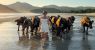 selong-belanak-lombok-water-buffalo-sunset.jpg