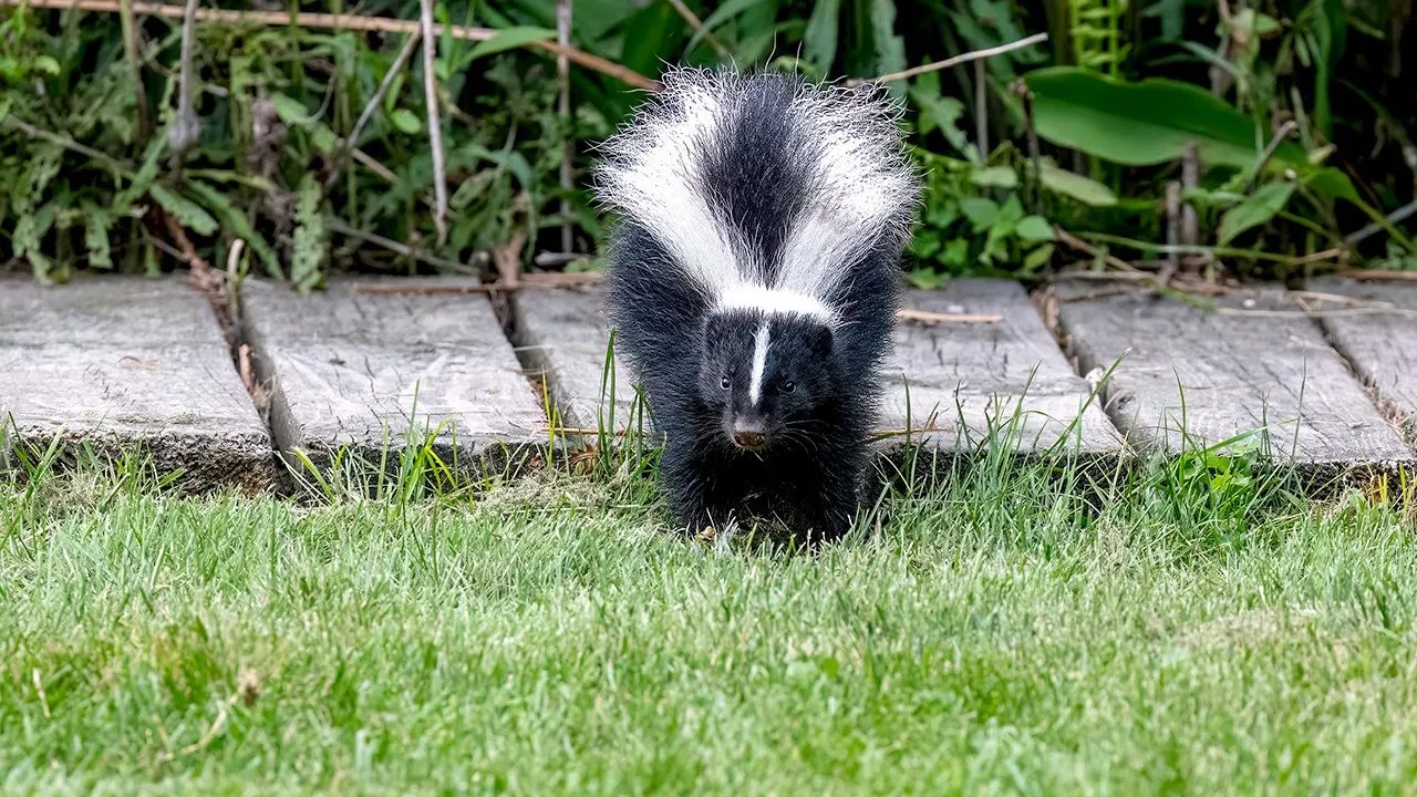 striped-skunk-north-america-fox-news-001.jpeg