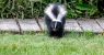 striped-skunk-north-america-fox-news-001.jpeg