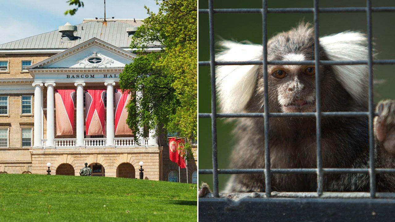 university-wisconsin-monkey.jpg