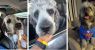 urlhttps3A2F2Fcalifornia-times-brightspot.s3.amazonaws.com2F502F712F1b45b80643d4b1321b855002.jpeg