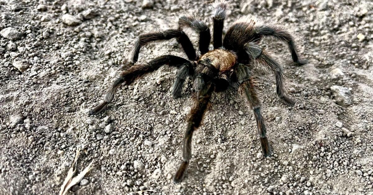 urlhttps3A2F2Fcalifornia-times-brightspot.s3.amazonaws.com2F5e2F522F31b60d5c4542a8d42a68f2090cd72Fla-env-tarantula-005.jpg