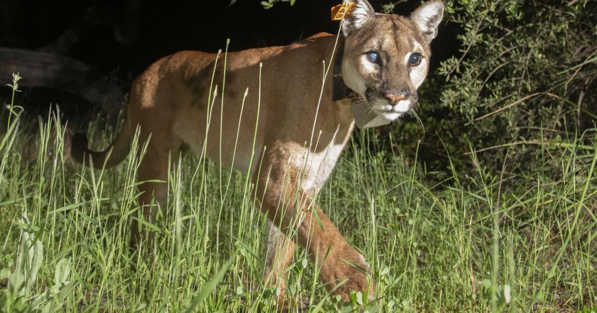 urlhttps3A2F2Fcalifornia-times-brightspot.s3.amazonaws.com2F772Fe42F742c3bae407a978da9e0a443a6602Funo-female-mountainlion.jpg